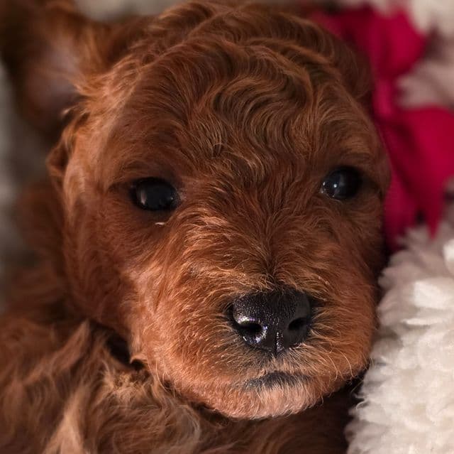 Cinnamon-mini - Goldendoodle Female