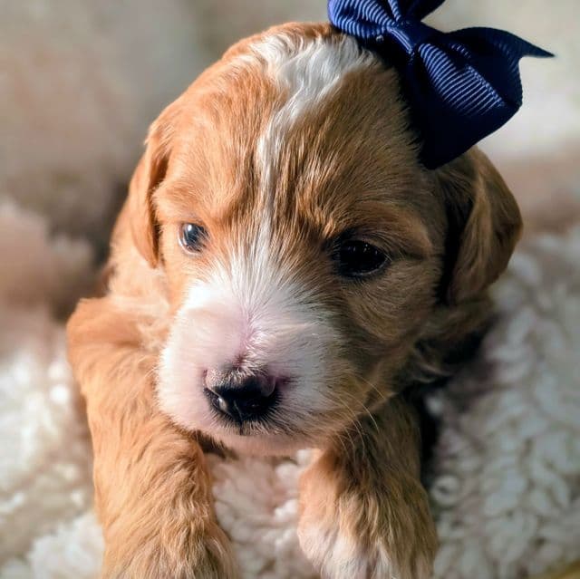 Kiwi-mini - Goldendoodle Female