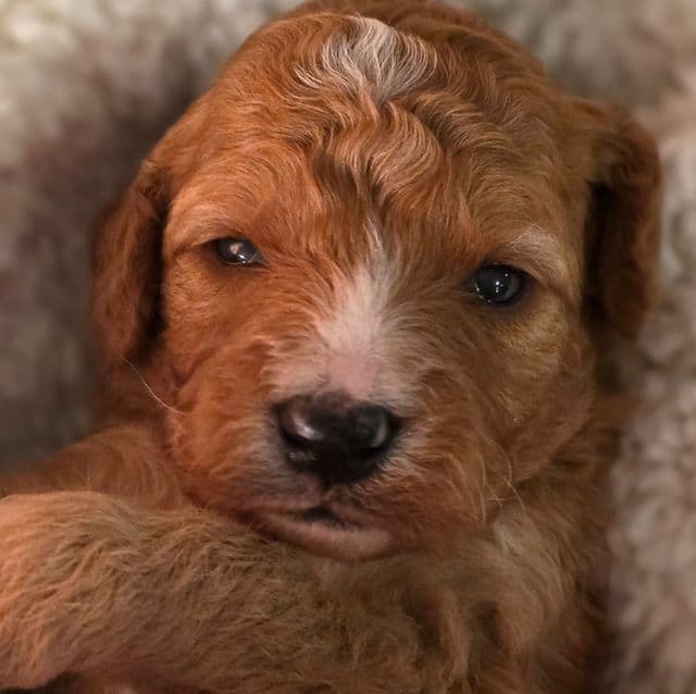 Parker-mini - Goldendoodle Male
