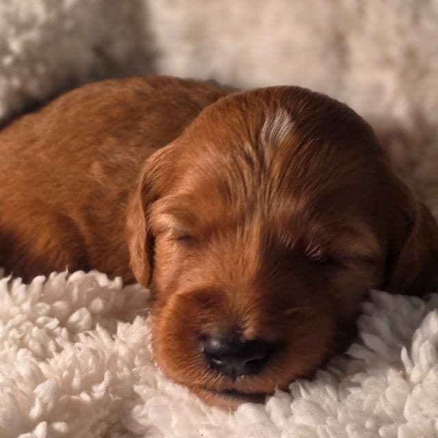 Krypto-mini - Goldendoodle Male