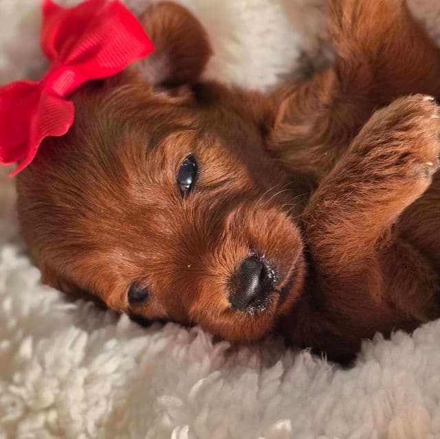 Foxy-mini - Goldendoodle Female