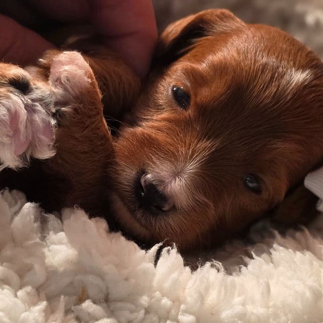Emma-mini - Goldendoodle Female