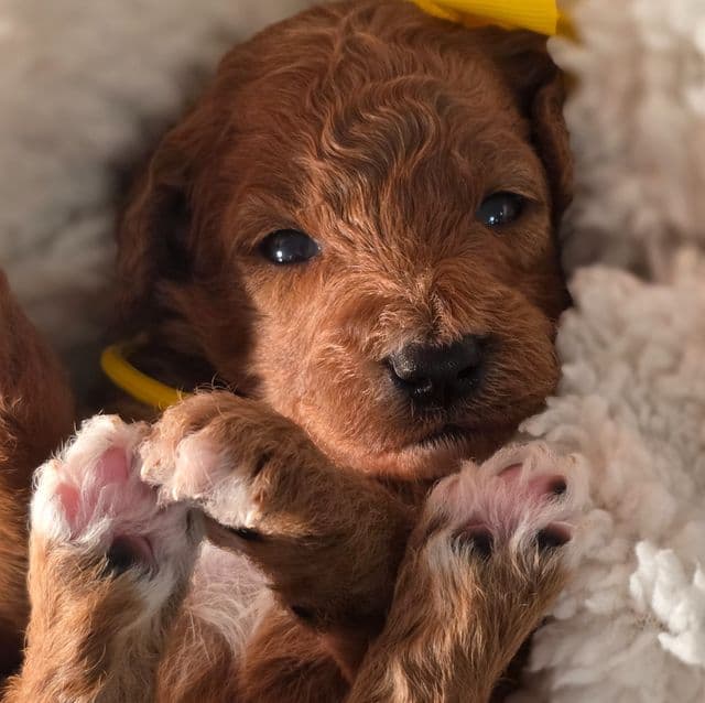 Dutchess-mini - Goldendoodle Female