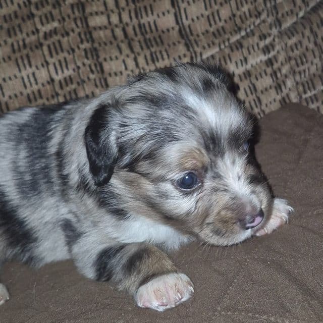 Connecticut - Australian Shepherd Male