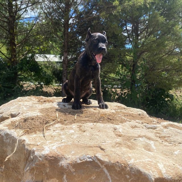 Wakanda - Cane Corso Female