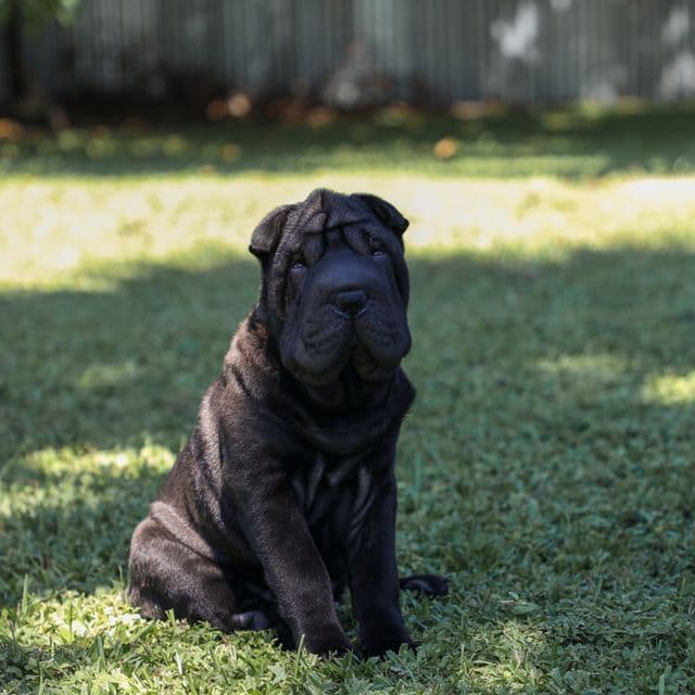 Zeus - Chinese Shar-Pei Male