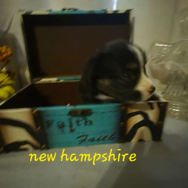 New hampshire - Australian Shepherd Female