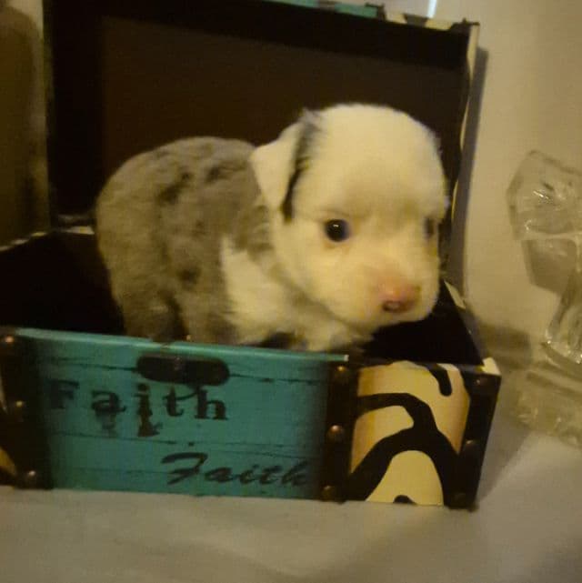 Massituchets. ( toy) - Australian Shepherd Male