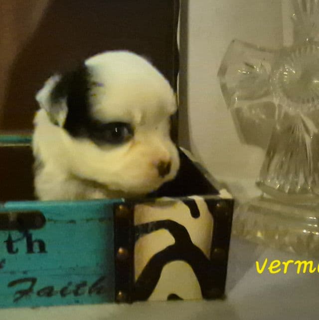 Vermont. (Toy) - Australian Shepherd Female