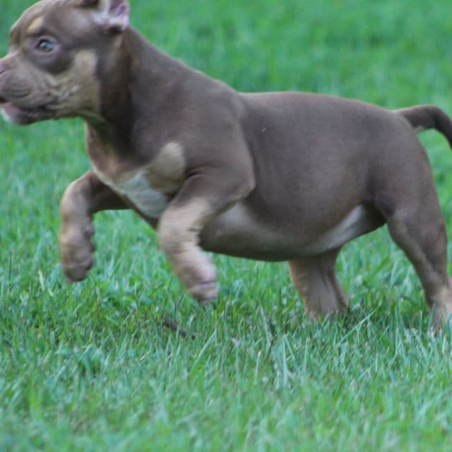 Coco - American Bully Female