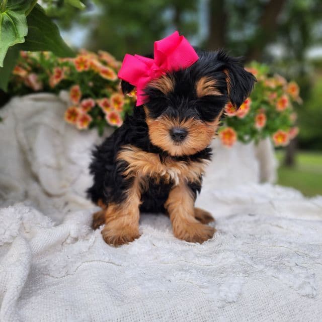 Penny - Yorkshire Terrier Female