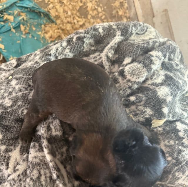 Spartan - Brussels Griffon Male