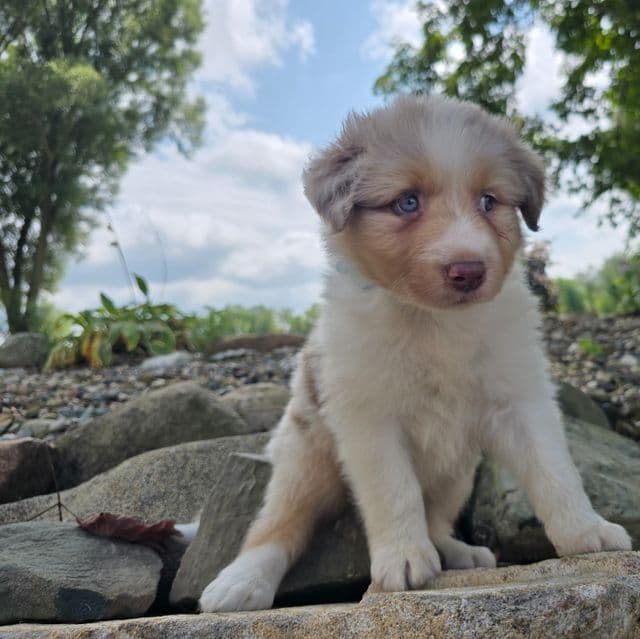 Remington  - Australian Shepherd Male