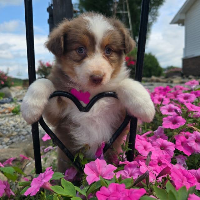 Rosie - Australian Shepherd Female