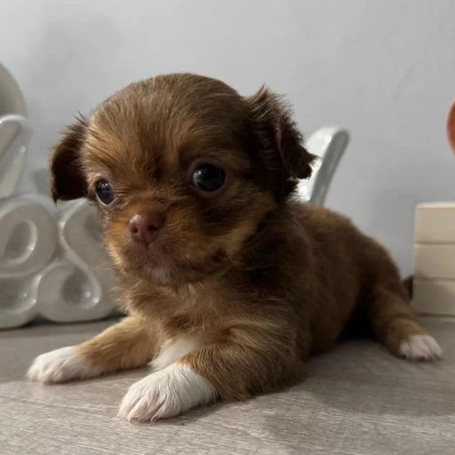 Chanel - Chihuahua Female
