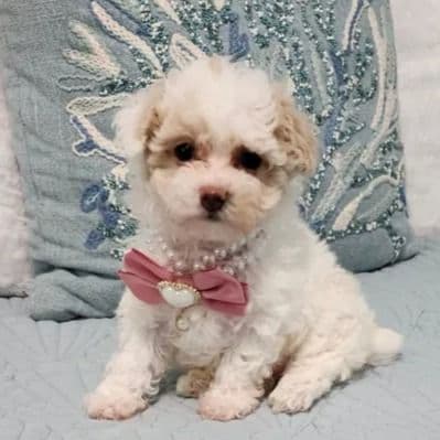 Candy - Maltipoo Female