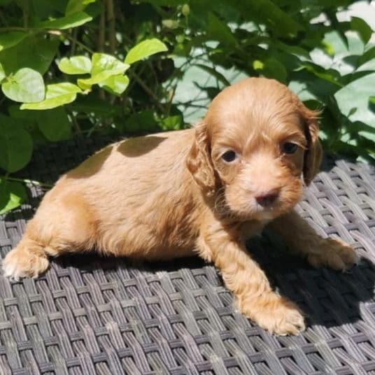 Tiny - Cockapoo Male