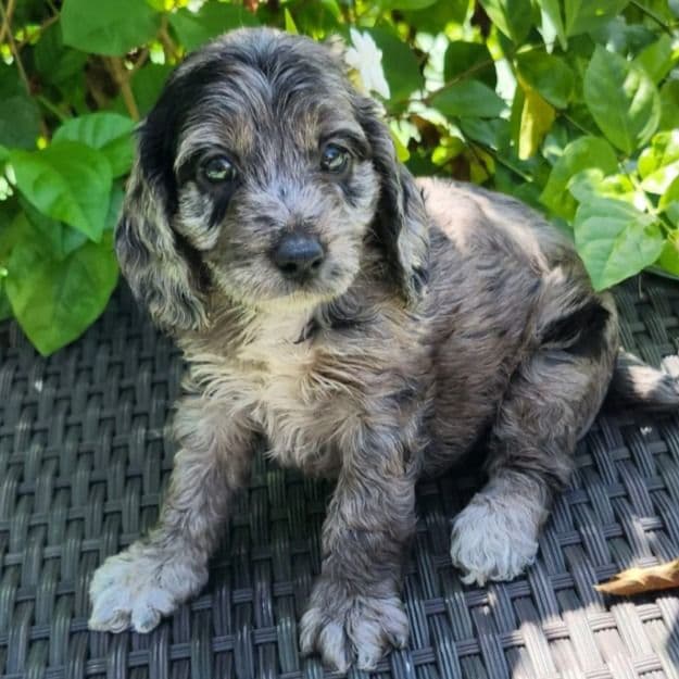Kit Kat - Cockapoo Female