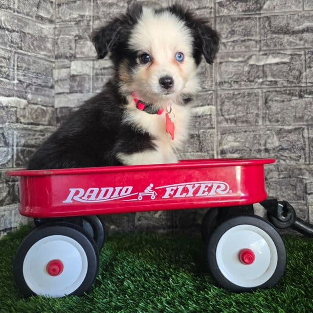 Rosco  - Australian Shepherd Male