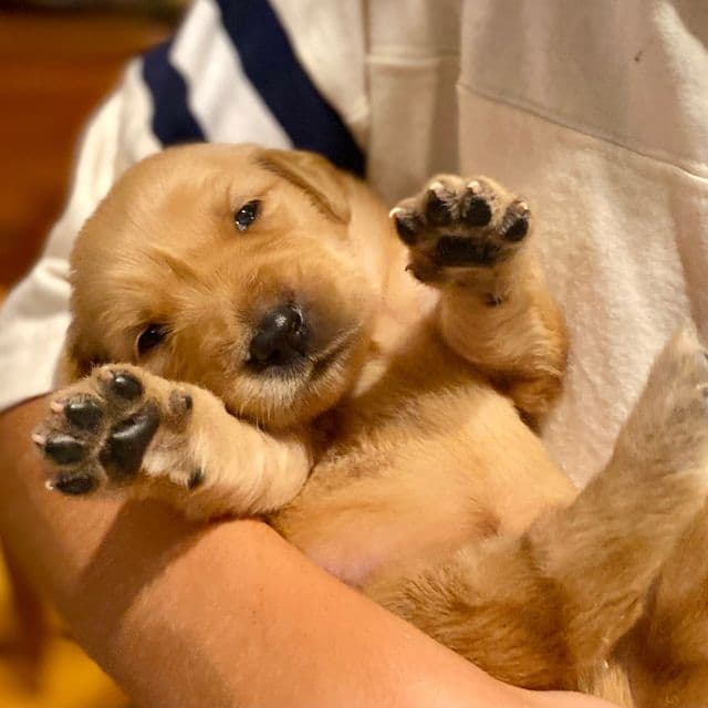 Pippa  - Golden Retriever Female