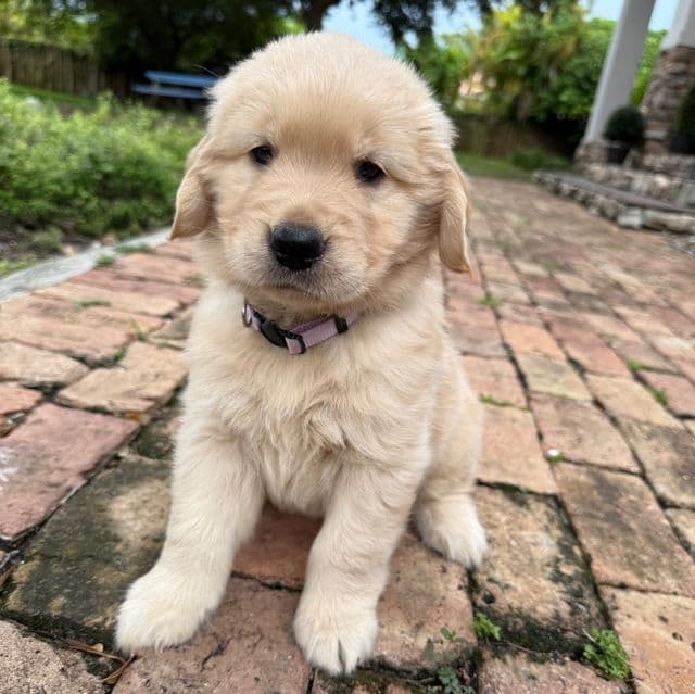 Willow - Golden Retriever Female