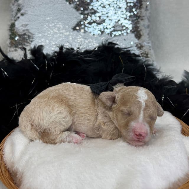 Aspen's Black Boy - Bernedoodle Male