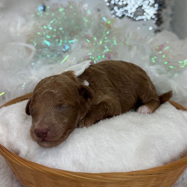 Aspen's White Boy - Bernedoodle Male