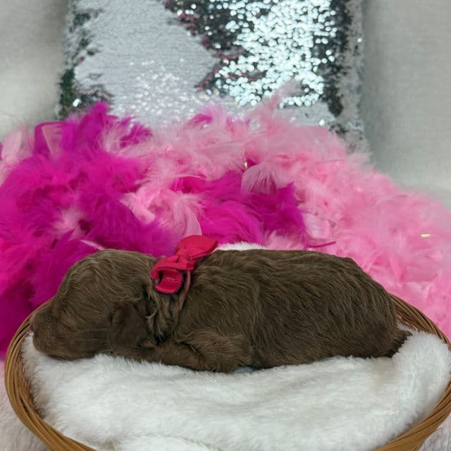 Aspen's Pink Girl - Bernedoodle Female