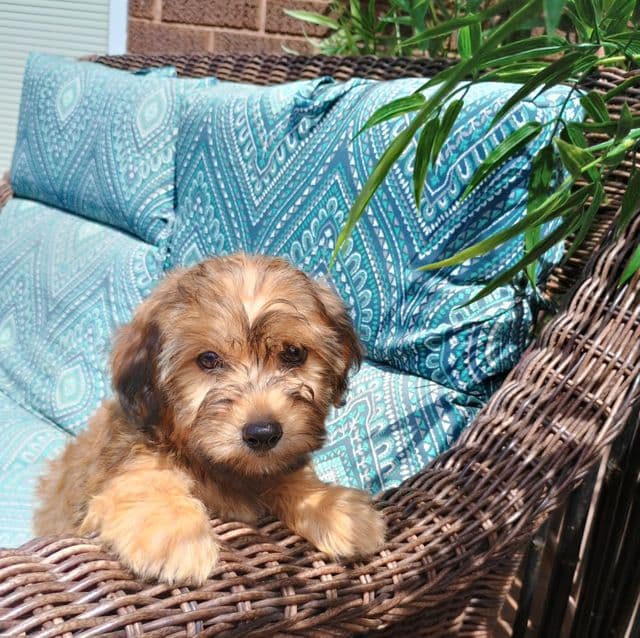 Saul - Yorkie-Chon Male