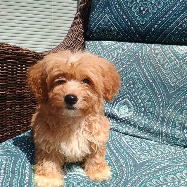 Samuel - Yorkie-Chon Male