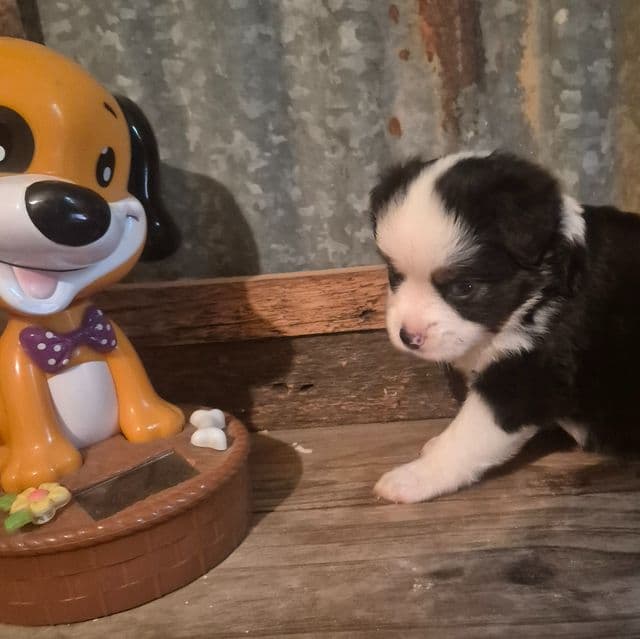 Maine - Australian Shepherd Female