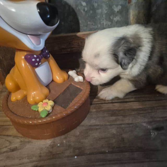 Massituchets. ( toy) - Australian Shepherd Male