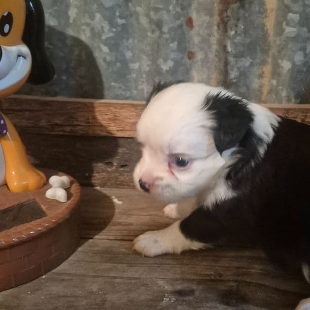 Vermont. (Toy) - Australian Shepherd Female