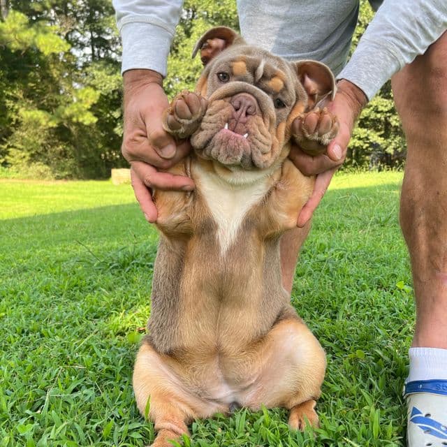 Harley - English Bulldog Female