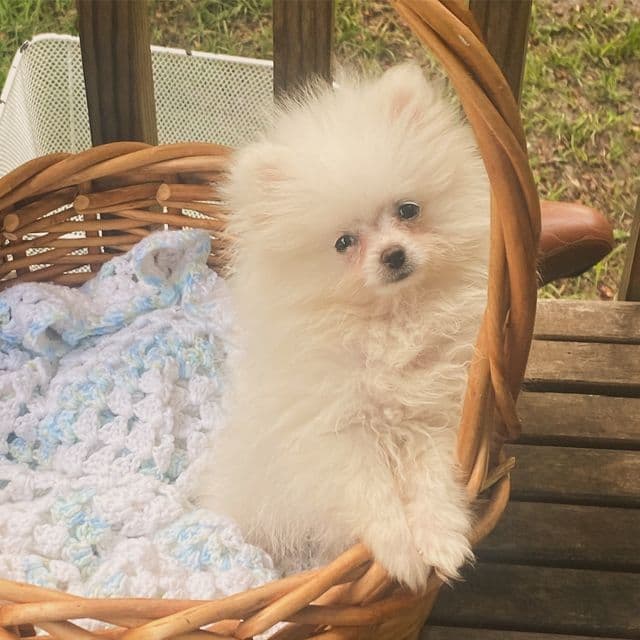 MiMi - Pomeranian Female