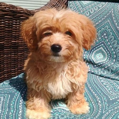 Samuel - Yorkie-Chon Male