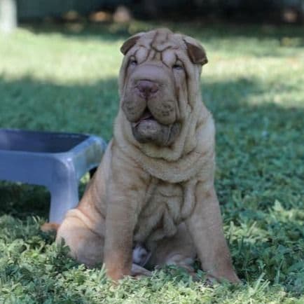 Fedor - Chinese Shar-Pei Male