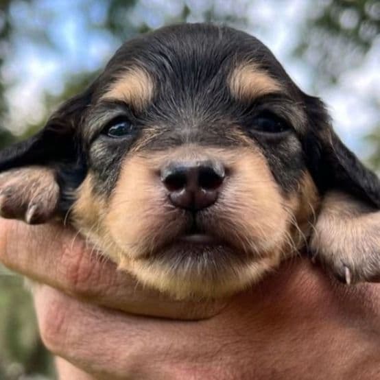 Black and Cream  - Dachshund Female