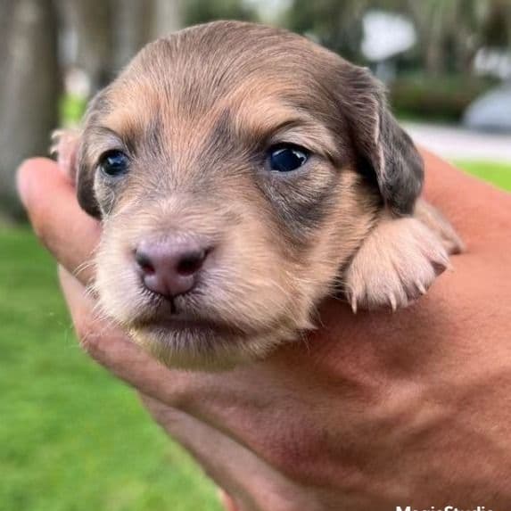 Blue Base Shade Cream  - Dachshund Female