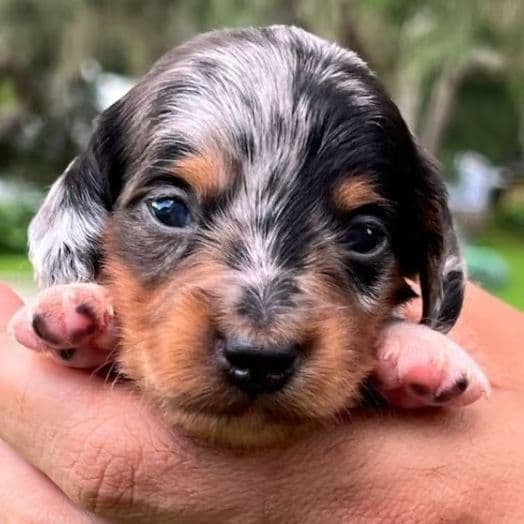 Black and Tan Dapple - Dachshund Male