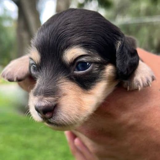 Black and Cream  - Dachshund Male