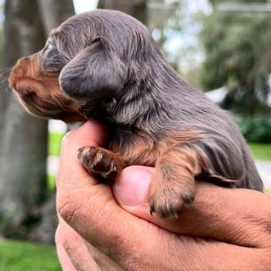 Blue and Tan - Dachshund Male