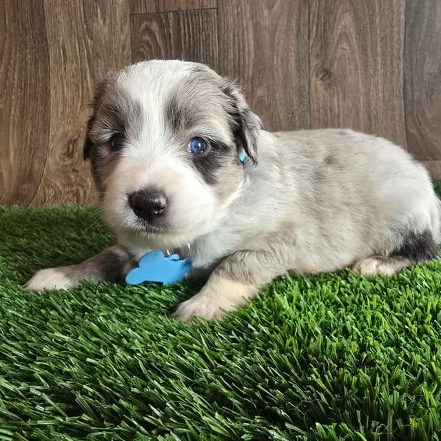 Charlie - Australian Shepherd Male