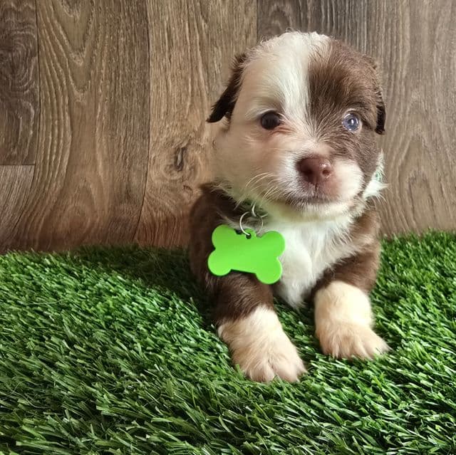 Chase - Australian Shepherd Male