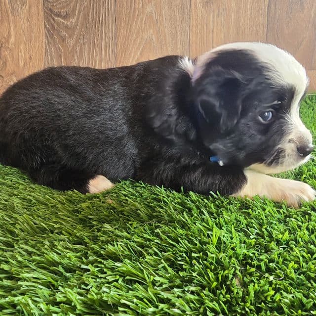 Bentley  - Australian Shepherd Male