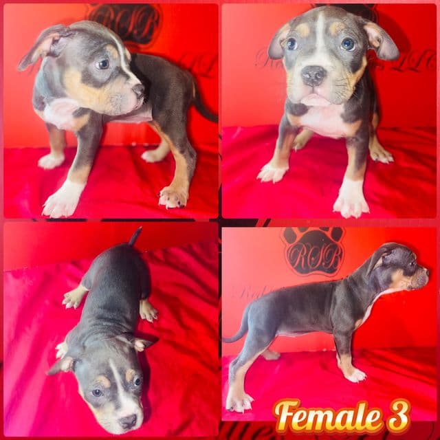 Tammy  - American Bully Female