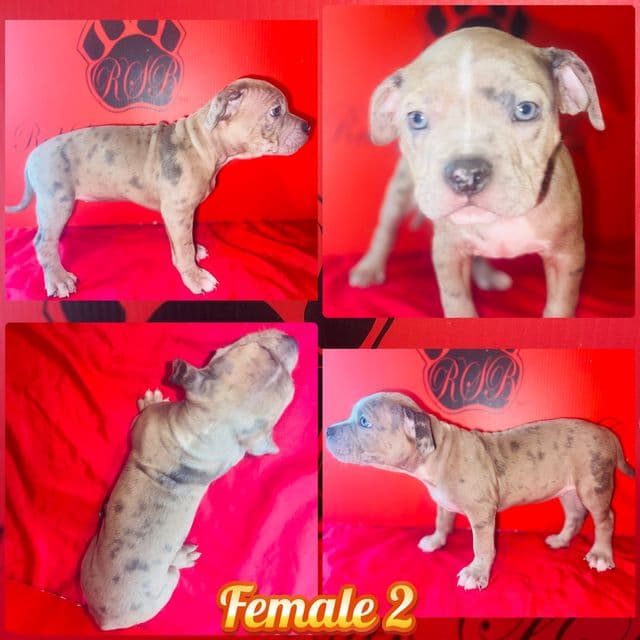 Kathy  - American Bully Female