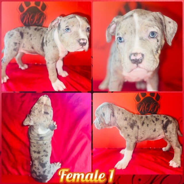 Lillian  - American Bully Female