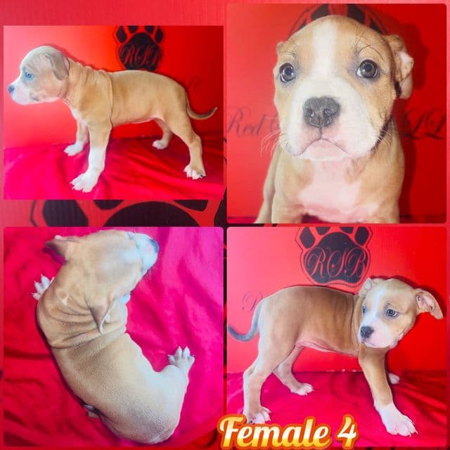 Mary - American Bully Female