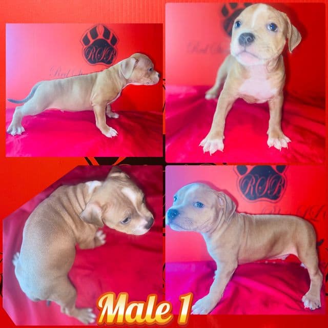Ricky  - American Bully Male